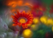 Helios po modyfikacji na wzór Petzval