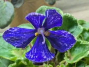 Fiołek afrykański VI Niagara liść 