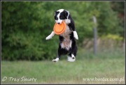 psy szczeniaki border collie blue merle ZKwP FCI