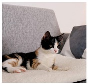 Koc termiczny dla zwierząt domowych