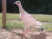 Srebrniak Gołębie Młódki 2023