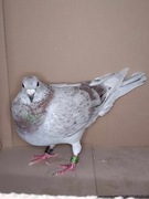 ***Top Janssen/Prange prawdziwy unikat "***