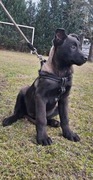 Owczarek belgijski malinois 