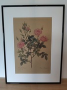 ROŚLINY BOTANIKA Plakat Vintage RÓŻA