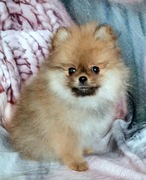 Szpic pomeranian