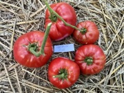 Pomidor German Pink kolekcjonerskie