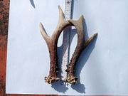 dł.20cm 158g x2szt. Naturalne poroże róg rogi jelenia np. dla psa gryzienie