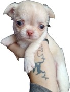 Suczka Chihuahua. Długowłosa biszkoptowa. Kenia