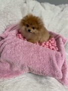 Szpic miniaturowy Pomeranian suczka idealna FCI 