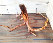 Korzeń Premium do akwarium, terrarium.Mokry.Gotowy do akwarium