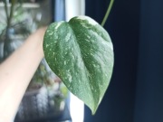 Monstera Thai Constellation