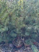 Świerk srebrny kanibab w doniczkach 25-30cm