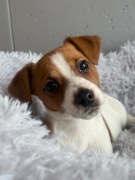 Jack Russell Terrier # BINGO Smartie Jacks # pure breed male