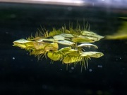 Phyllanthus idealna roślina do akwarium dla gupików/żyworódek 10x