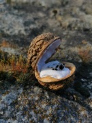 Unikatowe pudełko na pierścionek z łupiny orzecha – Boho / Forest