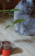 Hoja coriacea rosnąca