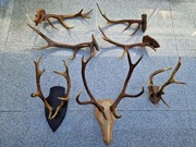 Kolekcja poroży jelenia i kozła od osoby prywatnej