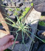 Złotnica 1.5 l donica 