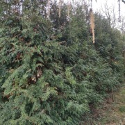 Tuja Ogrodzenie żywopłot