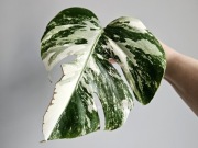 Monstera deliciosa Albo Variegata pędówka nr2