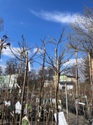 Ambrowiec amerykański Gumball