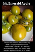 Nasiona Pomidorów Emerald Apple 