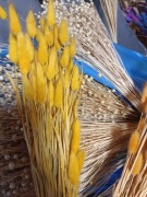 lagurus dmuszek jajowaty trawa suszony żółty jajeczny