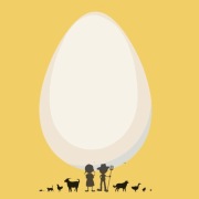 JAJKO GĘSIE konsumpcyjne ** Wieśniaki z wyboru **