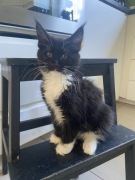 Sprzedam kocurka Maine Coon