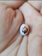 Fasolka z hostią, eucharystyczna