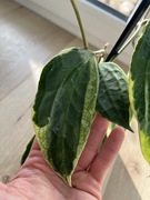 Hoya Macrophylla Albomarginata