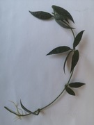 Hoya Lacunosa Poonsak ukorzeniona