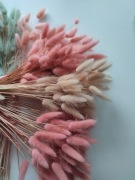 Lagurus dmuszek jajowaty mix susz  kolory 370 szt