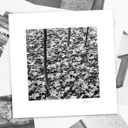 Autorska fotografia "Trzy kreski" - wydruk. 