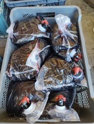 Sok tłoczony z porzeczki