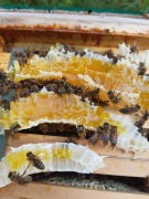 Matki Pszczele Buckfast