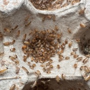 Karaczan turecki wylęg 500 sztuk   BEZPIECZNA WYSYŁKA 