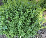 Bukszpan kule 25-30 cm