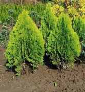 Tuja Thuja AUREA NANA 70-80 cm