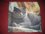 Kot brytyjski poszewka powłoczka na poduszkę jaśka