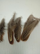 Pióra bażanta migdałowego 5-8 cm naturalne 10 sztuk