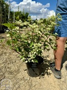 Hortensja bukietowa / Hydrangea 'Grandiflora' 'Limelight' / 40-60cm