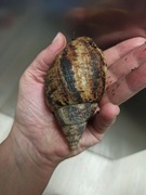 Lissachatina Reticulata wyrośnięteosobniki