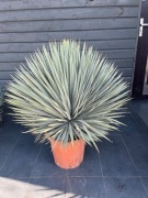 Juka Rostrata Zimozielona 