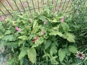 Rdest himalajski Ample Pink sadzonka