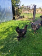 Kogut Brahma Olbrzymia