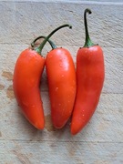 Nasiona papryka chili Capsicum Annuum Jalapeno Orange