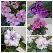 Fiołki afrykańskie 5 odmian