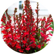 Lobelia wieloletnia czerwona Finschip Burgundy