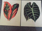 Liście - Kwiaty  reprint XIX w. grafik do aranżacji wnętrza